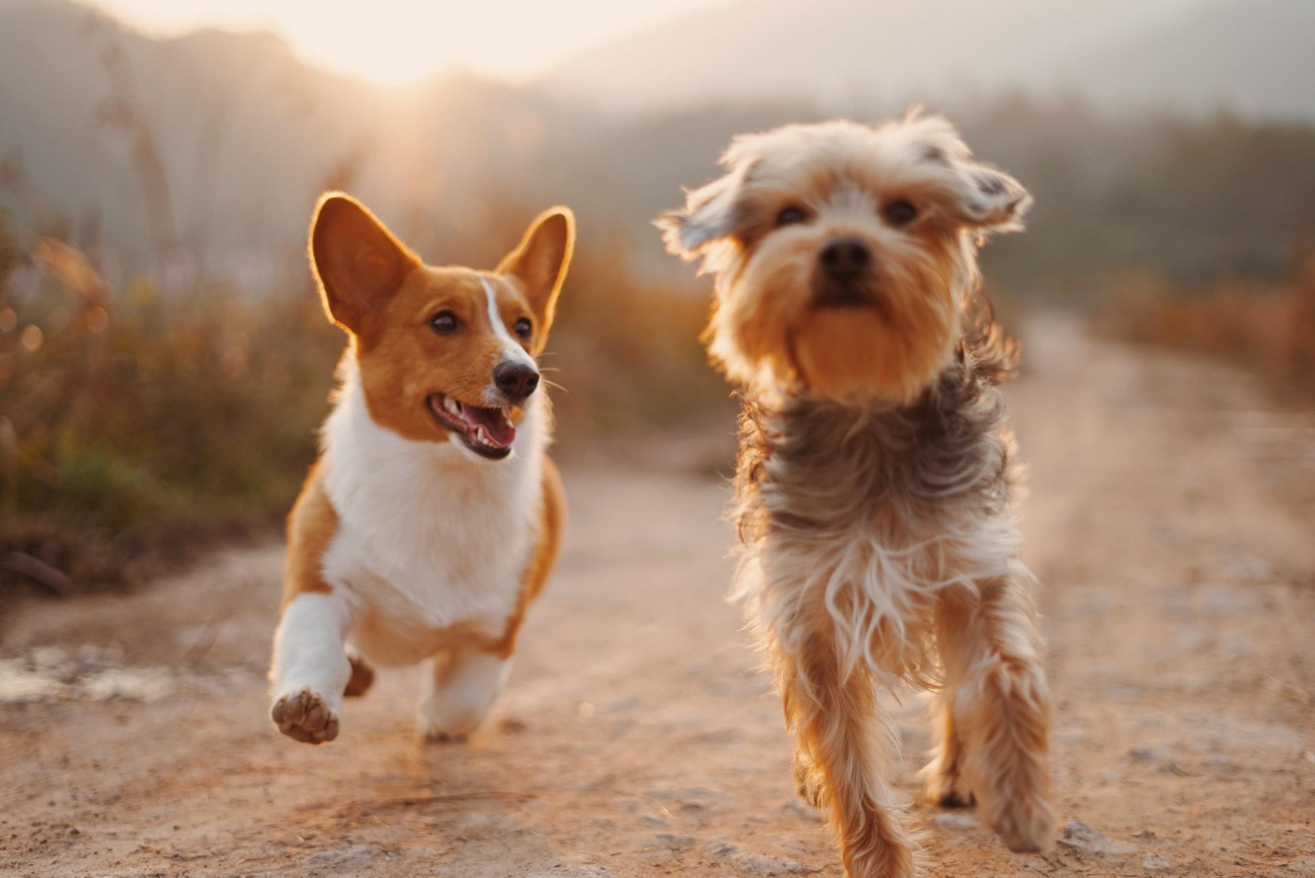 se permiten perros en los parques estatales de texas