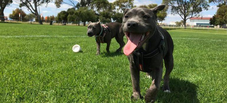 Dos perros jugando en un parque para perros 