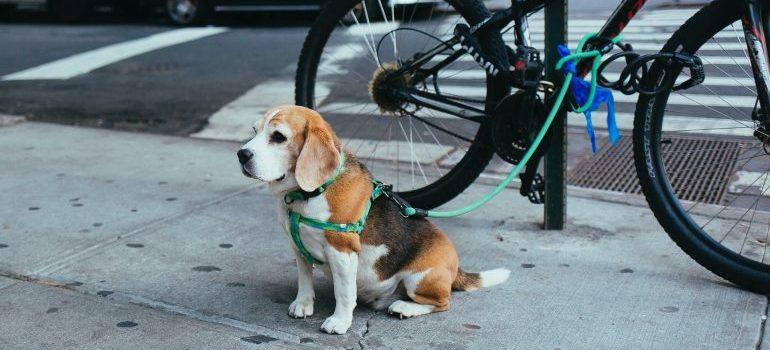 A dog on a leash tied to a bicycle waiting for his pet-owner in front of a store NYC. 