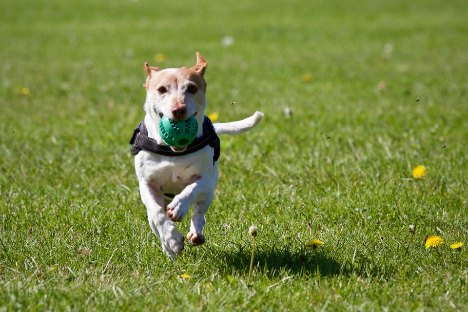 se permiten perros en los parques estatales de texas